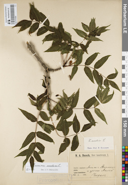 LE 01141262