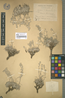 LE 00052995