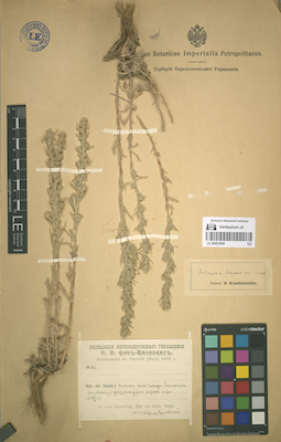 LE 00053006