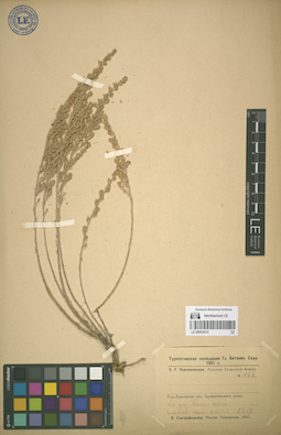 LE 00053013