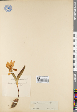 LE 00053021