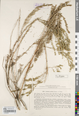 LE 00053028