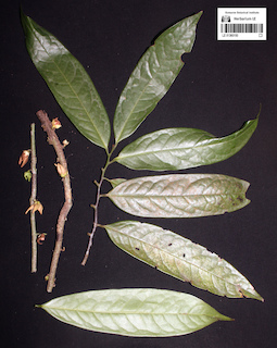 LE 01360150