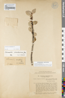 LE 01119586