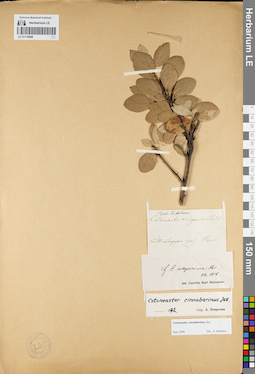 LE 01119588
