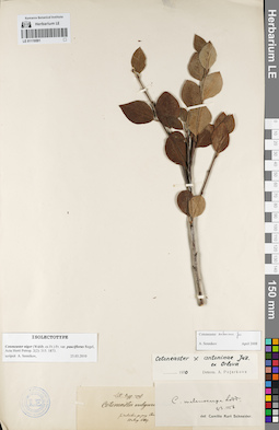 LE 01119591