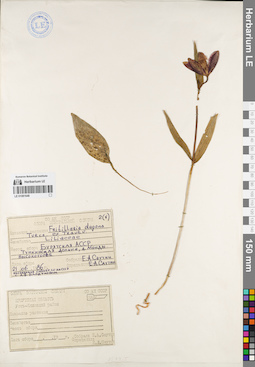 LE 01081648
