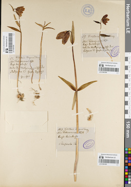 LE 01081655