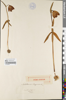 LE 01081666