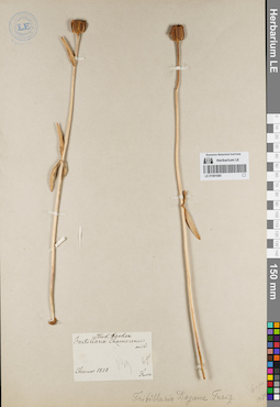 LE 01081680