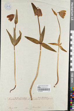 LE 01081692