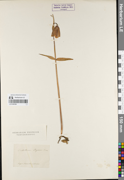 LE 01081694