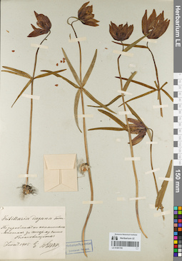 LE 01081705