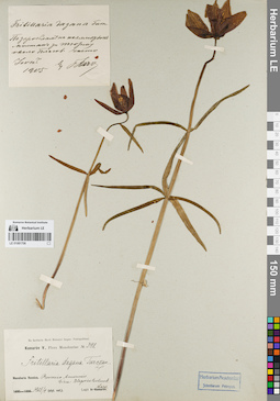 LE 01081706