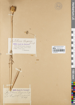 LE 01081707