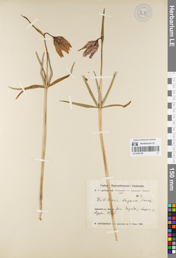 LE 01081708