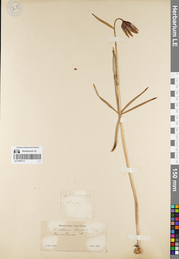 LE 01081713