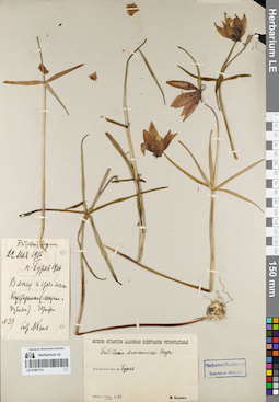 LE 01081714