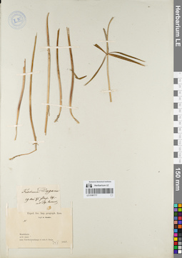 LE 01081717
