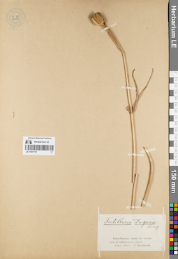 LE 01081718