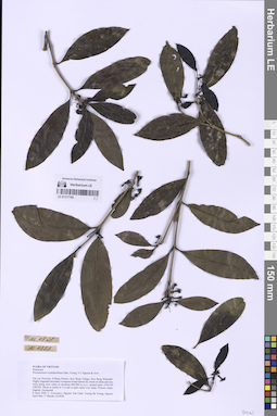 LE 01317785