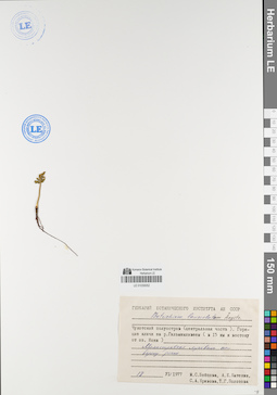 LE 01030052