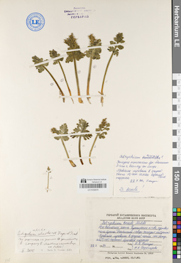LE 01030070