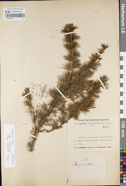 LE 01146197