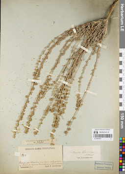 LE 00053072