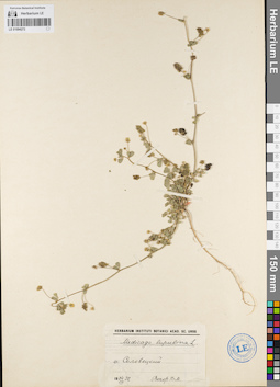LE 01094272