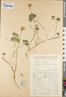 LE 01094395