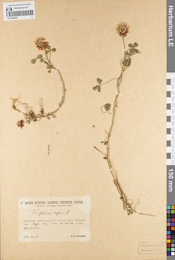 LE 01094401