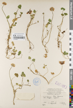 LE 01094417