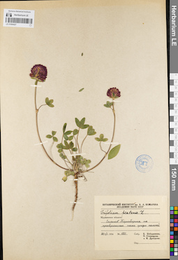 LE 01094427