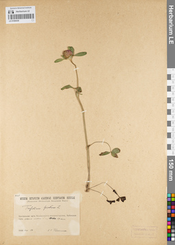 LE 01094438