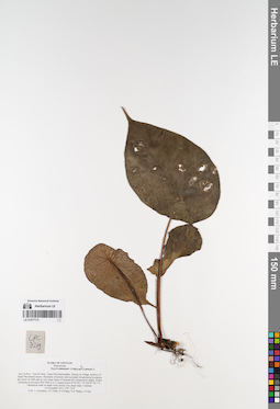 LE 01077173