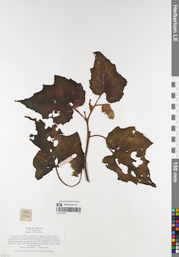 LE 01077197
