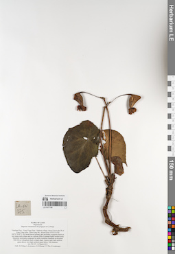LE 01077198