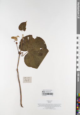 LE 01077247