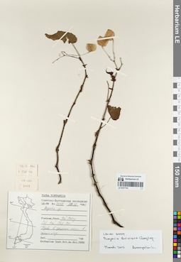LE 01077162