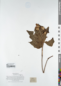 LE 01077163