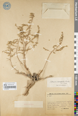 LE 00053503
