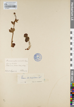LE 01094017