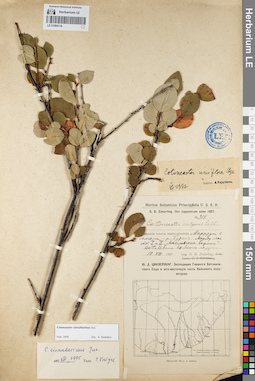 LE 01094116