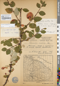 LE 01094126