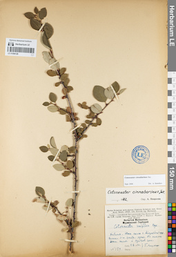 LE 01094128