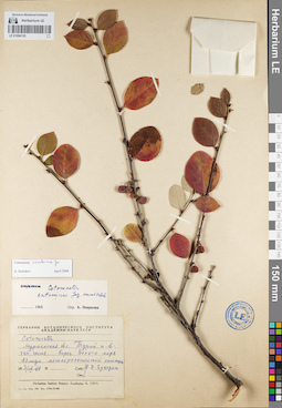 LE 01094135