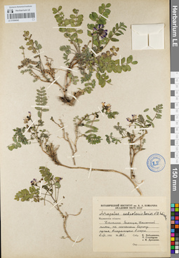 LE 01094542