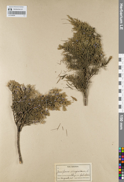 LE 01085260