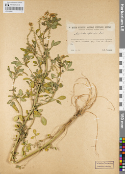 LE 01094285